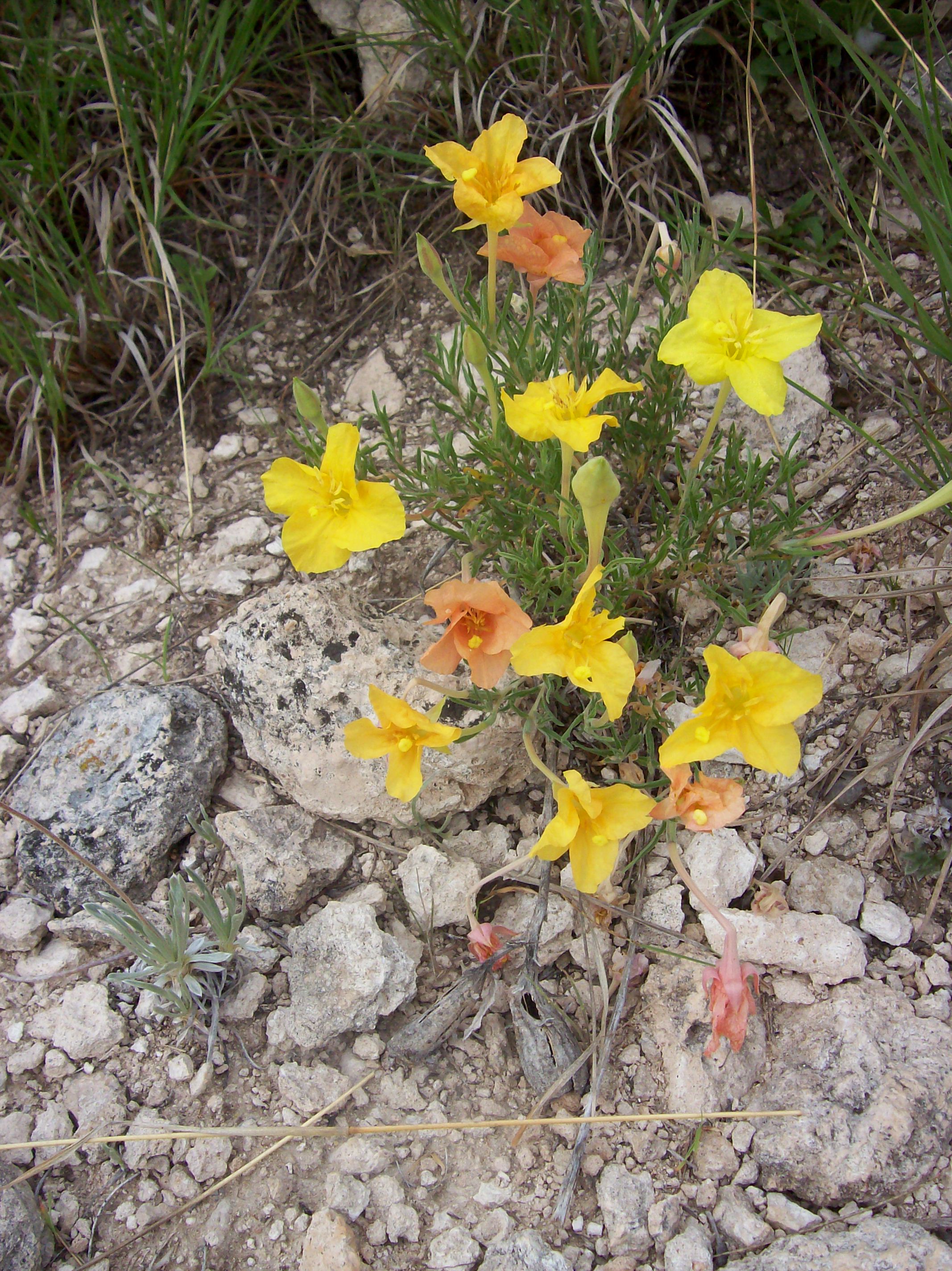 In Praise of Wildflowers – Tim Bascom, Author
